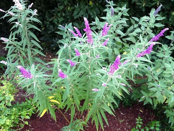 I quaderni del giardino: La filigrana